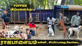 🔥 நீங்க எதிர்பார்க்காத விலையில் - All Breeds Puppies For Sales | Home Delivery Available