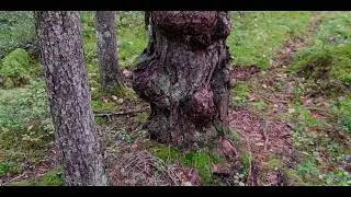 Ai/mB - Oracle Tree (Touched Rvolutions)