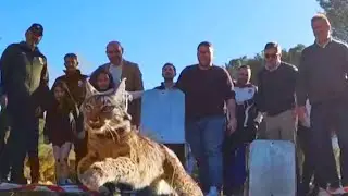 Endangered Cat Species Leaps Into the Wild