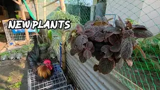 Bagong halaman sa ating Chabo Chicken Garden. Ang ganda ng Improvement 