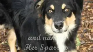 What is a reputable Breeder?