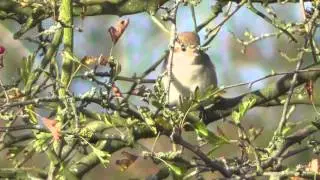Rare bird  Isabelline Shrike Beeston Common  Norfolk UK  11oct15 308pm