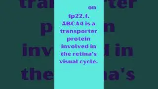 ABCA4 ATP Binding Cassette Subfamily A Member 4 #KnowYourGenes #Genetics