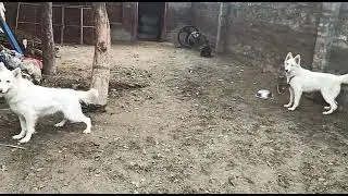 Fully white German shepherd Kennel in India