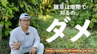 【必見】雑草は地際で刈っちゃダメな本当の理由！高刈りの6つの利点！草刈りの高さで，雑草の種類が変わるし，害虫が減る【草刈り】