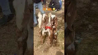 For sale😲Ajmer Bakra Mandi || #shorts #tohidgoatfarm #bakramandi