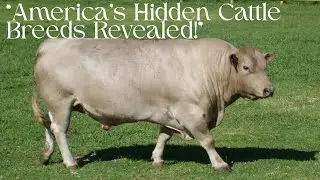 Beyond Angus: 3 America's Best-Kept Secret Cattle Breeds Revealed
