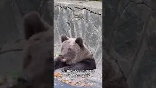 THIS IS A HUMAN TRAP IF I'VE EVER SEEN ONE 🤣🐻 #shorts #funny #bears