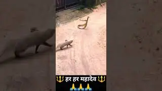 Snake Mongoose Fight 🐍🐿️ #shorts #ytshorts