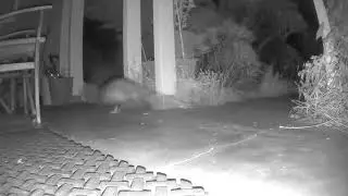 Critter Cam - Opossum (3 Sept 2024)