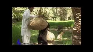 کشاورزی .نخل و خرما,Palm and dates of Iran