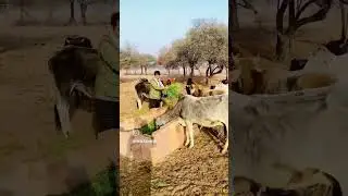 गौ माता #gomata #cow #seva #bishnoi #alai #mandir jay gomata ki 🙏🙏🚩🚩📿📿