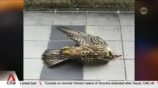 Singapore's dead bird hotline received record 650 reports last year