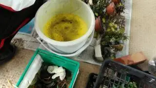 冬の消毒2016年11月BONSAI盆栽
