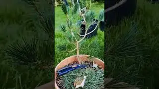 Pinus thunbergii 🌱🌲
