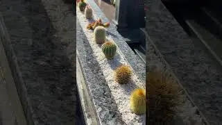 Na sua cidade tem cactos no cemit&eacute;rio??