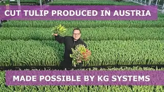 Tulip Greenhouse in Austria for Waibel by KG Greenhouses and KG Systems
