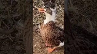 Quackers #shorts #fyp #viral #trending