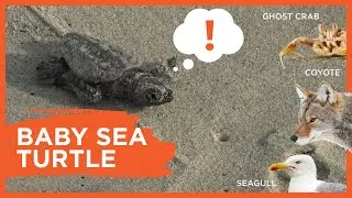 Baby Sea Turtles Hatching at Fort Fisher North Carolina