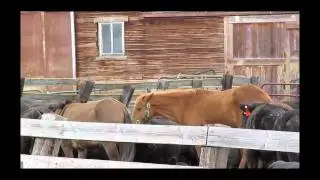 Moving and working cattle at Highview Angus Ranch