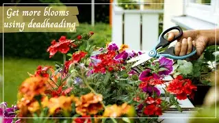 The CORRECT way of Deadheading Flowers | Get more Blooms on your plants