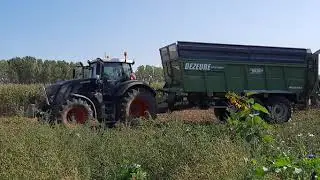 Mais 2020 MERCY Black Beauty Fendt en Claas