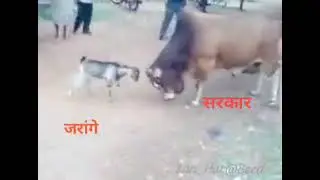 ajubaa