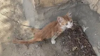 A lonely paralyzed kitten struggles to survive (will he survive?)