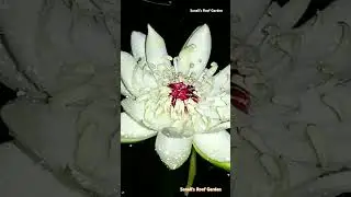 Most Beautiful Fragrance Water Lily,  Peru Puerto Maldonado SP.