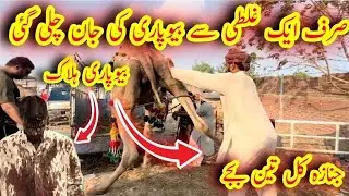 EXCLUSIVE ANGRY Camel Loading Video - Loading of Camel - Runaway Camel at Camel Market 18 June 2025