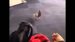 NEW Funny Videos 2014 Vines Vine Compilation 2014 June 2014 Best Vines Compilation