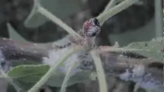 Up Close with Wooly Apple Aphids