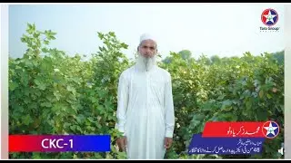 Triple Gene Cotton  CKC-1 Best Cotton seed Variety with Best yield Potential and True Characters,