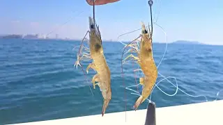 pesca con camar&oacute;n vivo en barco undido|| pesca con se&ntilde;uelos