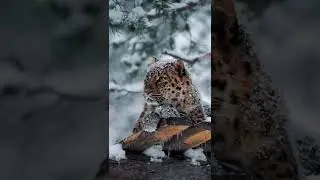 leopard to leh//leopard 🐆 #Leopard