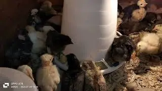breeding incubator chicks day 10
