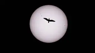 sunbird
