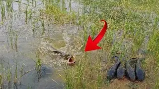 ఈకాడ కోరమట్టల్ ఎవరు పట్టలేదు Best fishing rod | Deadly hunt Camry reel | Telugu | Solo Fishing Vlogs
