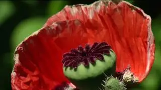 In the Garden: creating &lsquo;bee safe&rsquo; landscapes