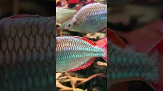 Captivating Aquariums: The Art & Science Behind Beautiful Fish Tanks