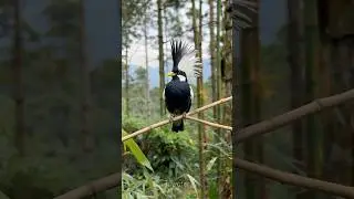 Relaxing Water Flow and Birds Sounds for Anxiety Relief