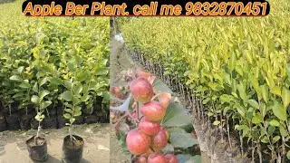Apple ber plant // miss india apple ber plant // #ball sundari apple ber // #apple ber nursary
