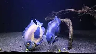 Our Uaru Amphiacanthoides Pair