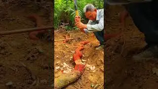 root cutting technique using traditional tools #shorts