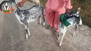 Best breed of Sindhi goats
