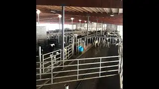30 Minutes: Robotic Milking Edition - Episode 7