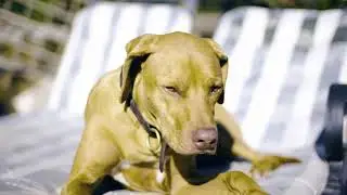 🤣 Funniest 😻Bobby 🐶 Dogs - Funny Pet Animals' Life Compilation 1