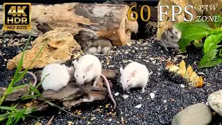 [NO ADS, NO AI] CAT TV 😺 for Cats to Watch: White Mice Foraging Near Wooden Hideouts 🐭 4K HDR 60FPS