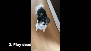 Sammy Advanced Trick Dog