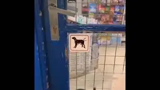 Perro de inc&oacute;gnito